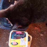 photo de livraison pour Les Chats-Pitresdelavi-Ste