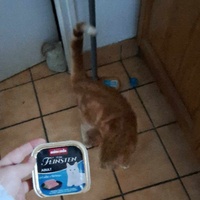 photo de livraison pour A Pas De Chats