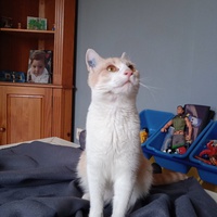 photo de livraison pour Ecole du Chat des Alpilles