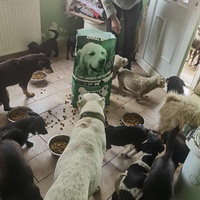 photo de livraison pour ПРИХВАТИЛИШТЕ ДРАЖЕВАЦ