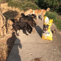 photo de livraison pour Sanctuaire de la Faune de Tanger (SFT)