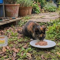 photo de livraison pour Adoption Féline Estuaire