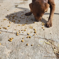 photo de livraison pour Nobody's Dog France