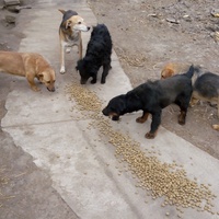 photo de livraison pour Association for the protection of animals "BAK"