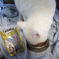 photo de livraison pour Les Chats de la Rue
