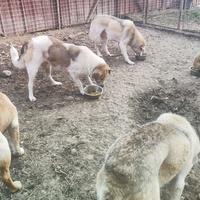 photo de livraison pour Svetlana Bjelogrlic