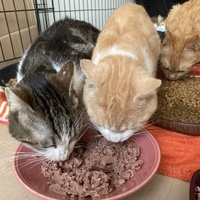 photo de livraison pour Association Des  Chats  De Hyeres