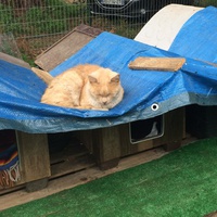 photo de livraison pour Les chats de chez nous
