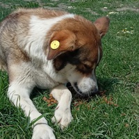 photo de livraison pour Sanctuaire de la Faune de Tanger (SFT)