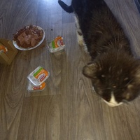 photo de livraison pour Les Pattounes de l'Espoir