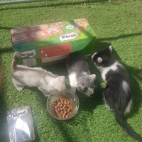photo de livraison pour Association des Chats Camarguais