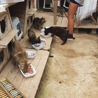 photo de livraison pour Chats Libres de Béziers