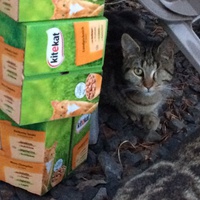 photo de livraison pour Jardin des Chats