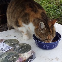 photo de livraison pour Jardin des Chats
