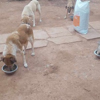 photo de livraison pour Help Adopt Moroccan Animals