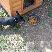 photo de livraison pour Serbian Society for the Protection of Animals - SSPA