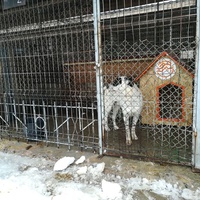 photo de livraison pour Refuge pour chiens de Baia Mare