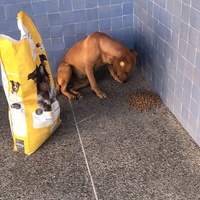 photo de livraison pour Sanctuaire de la Faune de Tanger (SFT)