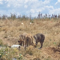 photo de livraison pour Civic Initiative Kane Korzo Skopje