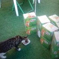 photo de livraison pour Les chats Port-Saint-Louisiens
