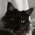 photo animal
