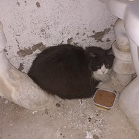 photo de livraison pour Ronron du Bonheur