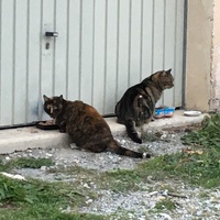 photo de livraison pour Les Chats de la Tour