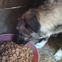 photo de livraison pour asociatia centrul de formare pentru activitati voluntare natura deva