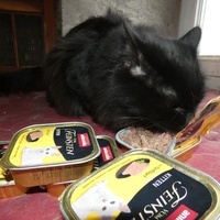 photo de livraison pour Jardin des Chats