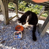 photo de livraison pour Chats errants du val du crenu
