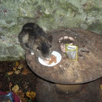 photo de livraison pour Coeur de Pattounes