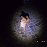 photo de livraison pour Pro Animals Finland ry