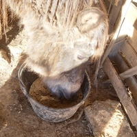 photo de livraison pour Equi-Libre : Droit à la Retraite Equine