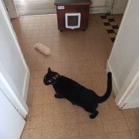 photo de livraison pour Les Chats de la Rue