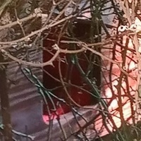 photo de livraison pour Les Chats-Pitresdelavi-Ste