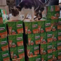 photo de livraison pour Chats des Rues 276