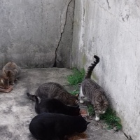 photo de livraison pour Les Psychadelics 