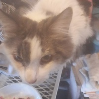 photo de livraison pour L'Ecole du Chat Istreen