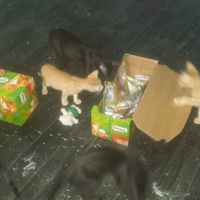 photo de livraison pour Cruzy Cat 34