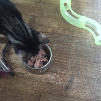 photo de livraison pour Les Chats de Condom 32