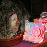 photo de livraison pour Au Bonheur des Chats Libres