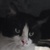 photo animal