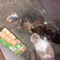 photo de livraison pour Les chats Port-Saint-Louisiens