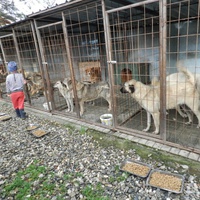 photo de livraison pour Civic Initiative Kane Korzo Skopje