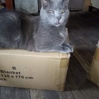 photo de livraison pour L'Arche de Marie - Mes Amours de Chats