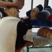 photo de livraison pour Chats Libres de Béziers