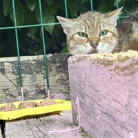 photo de livraison pour Les Chats de Marsillargues