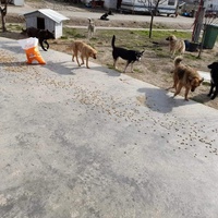 photo de livraison pour Asociatia Simba's Friends