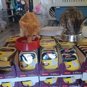 photo de livraison pour L'Ecole du Chat d'Evreux