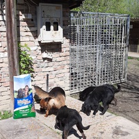 photo de livraison pour Azil za pse"Poslednja oaza"